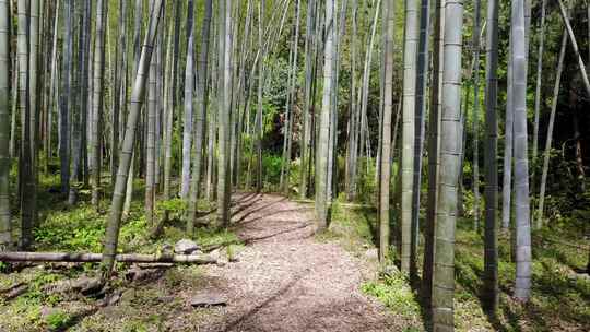 浙江仙居竹林4k航拍视频