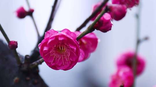 雪中梅花 雨中腊梅花 红色腊梅 1167