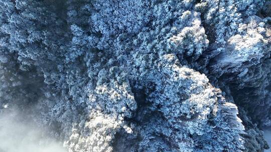 【合集】安徽黄山冬天雾凇云海日出奇观旅游视频素材模板下载