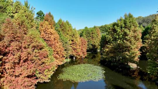 秋天多色的南京燕雀湖落羽杉水杉森林航拍