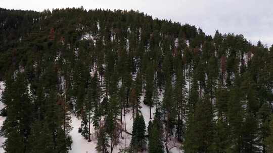 冬日特哈查皮山脉白雪皑皑的山坡和松树林—