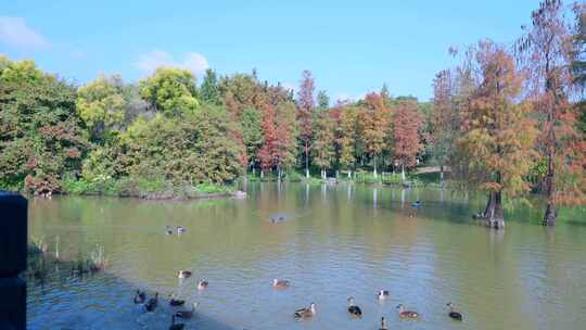 广州海珠湖公园水杉落羽杉红叶与一群鸭子