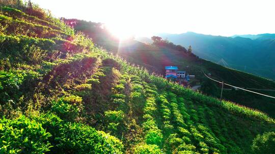 绿色茶山 航拍茶山