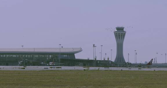 大兴机场 飞机场塔台 空中鸟群