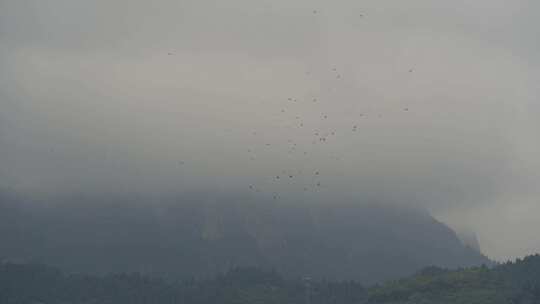 雨后一群鹰掠过天空视频素材模板下载