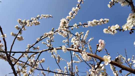 中国广东省广州市从化区广州流溪梅花节