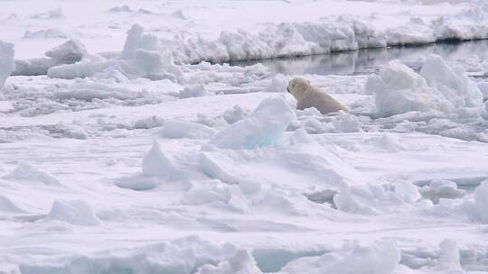 北极熊在海冰上跳跃