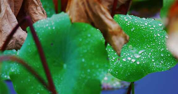 雨后荷叶上的露水珠