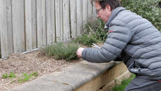 男人在家里的药草花园里用剪刀剪百里香。