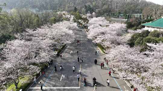 武汉大学行政楼樱花航拍