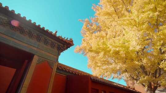 北京故宫紫禁城秋天延禧宫的银杏树与红墙视频素材模板下载