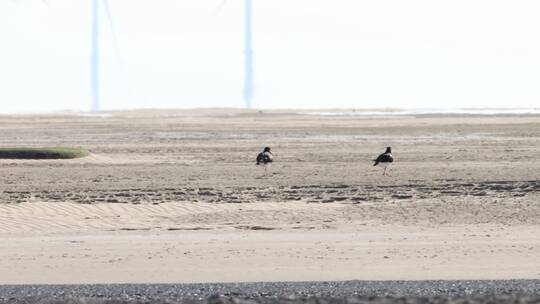 炎热夏季河流滩涂上的水鸟