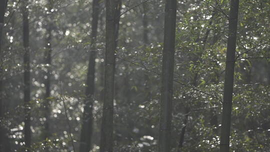 杭州西湖 灵隐寺 园林 森林 山水 庭院 安缦