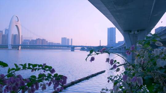 鲜花绽放清晨阳光照在珠江猎德大桥上