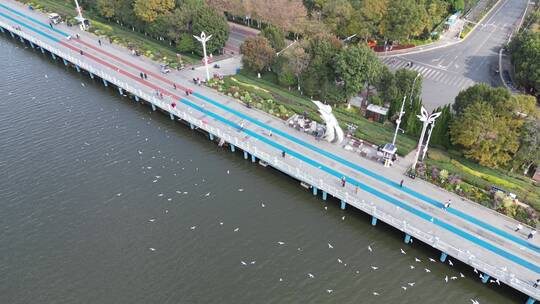 昆明海埂大坝滇池边喂海鸥