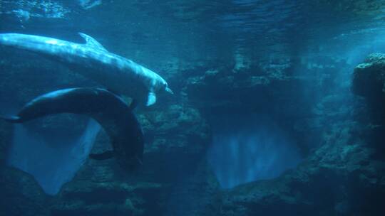花鲸和海豚在水下游动玩耍鲸豚兽灰海豚视频素材模板下载