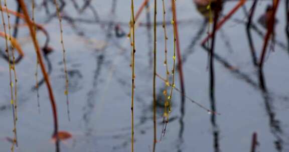 杭州西湖冬季雨天雨滴升格空镜