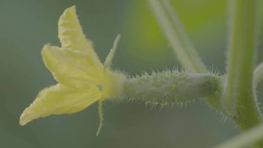 黄瓜种植LOG