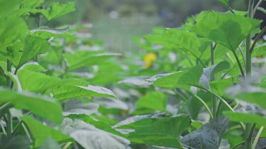 春夏季节的向日葵和蜜蜂