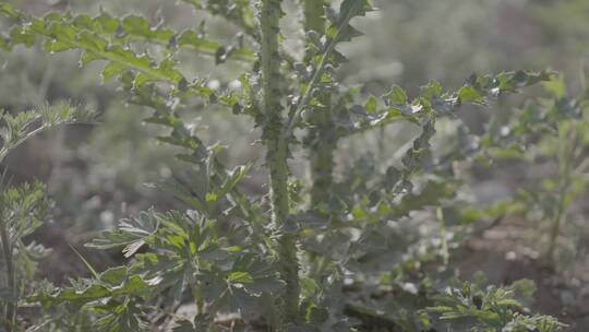 大蓟水飞蓟中草药LOG