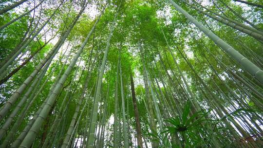 美丽的生态竹海竹林竹子参天竹林