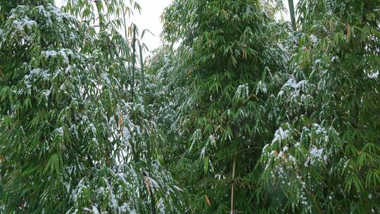 覆雪翠竹特写