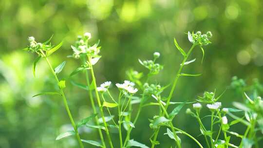 野花野草