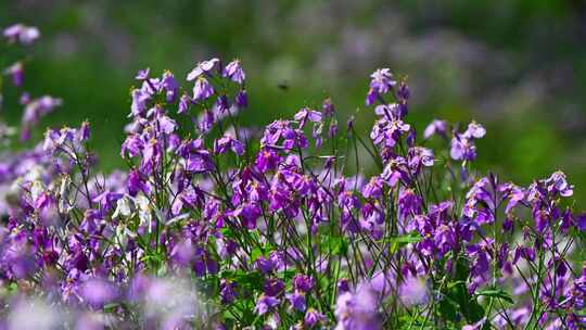春天盛开的紫色二月兰花朵花丛花海花圃