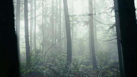 原始森林树林航拍超清4K