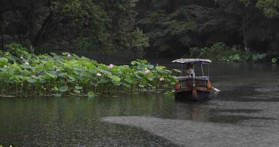 杭州西湖中式园林初夏细雨荷叶曲院风荷