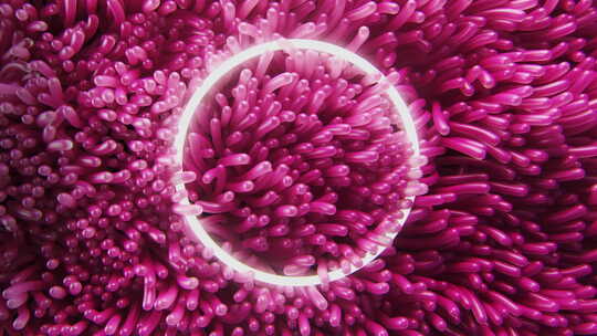 粉色海葵藻类在水下霓虹圈摇摆的背景