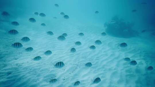 条纹鱼在珊瑚礁附近的海床上游泳