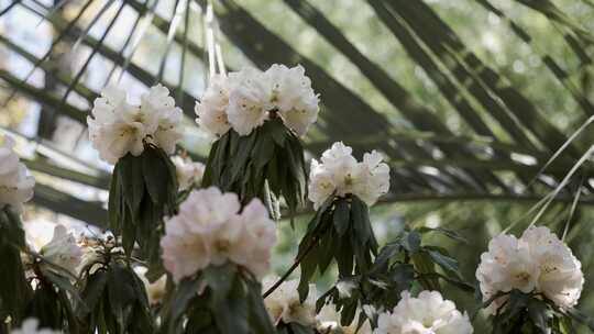 5K-杜鹃花盛开，春暖花开各种颜色杜鹃花