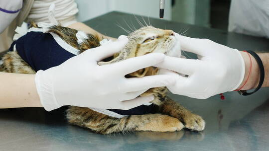 兽医检查猫的眼睛
