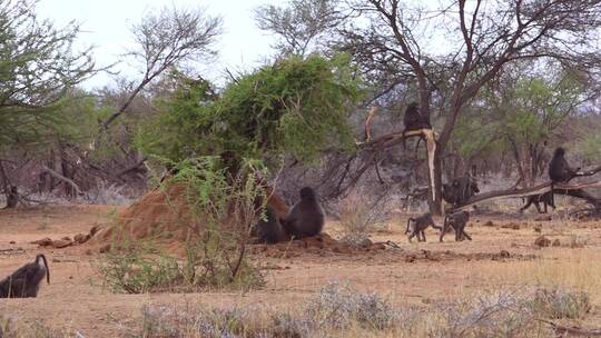 狒狒大家族行走在非洲的大草原上