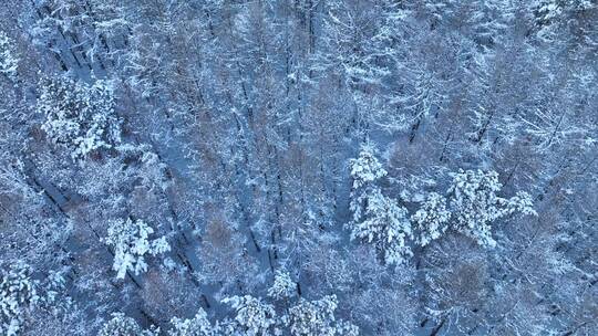 航拍下雪雪花飘落雾凇视频