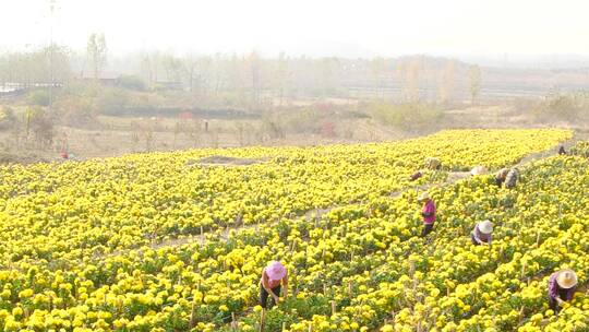 菊花产地