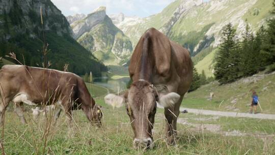奶牛在阿尔卑斯山脚下的草地吃草