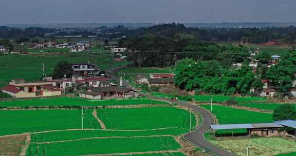 4K航拍农村乡村振兴稻田川芎中药材