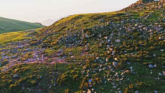 夏季高山草甸绿色森林牧场夕阳航拍