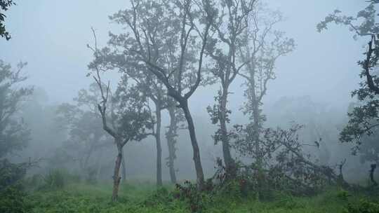 雾，薄雾，雨林，风景