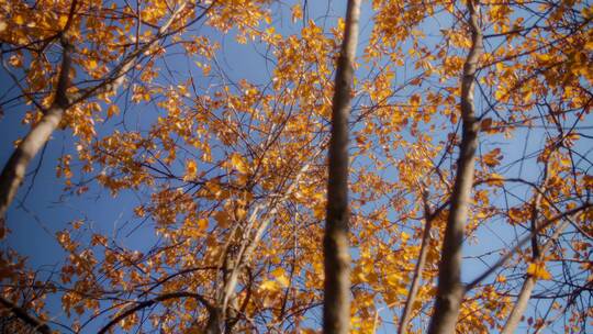 蓝天下的金黄的树叶