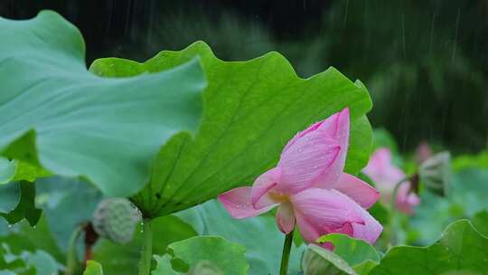 夏天雨水荷花荷叶雨滴雨景