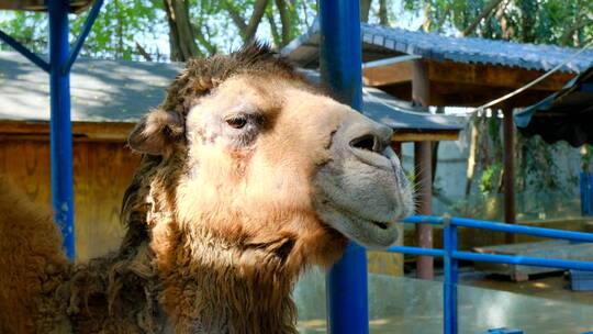 动物园 骆驼 特写 景区 喂养