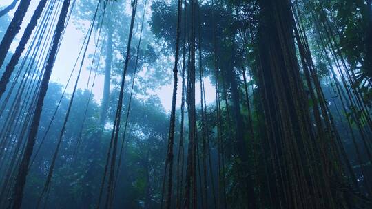 大自然热带雨林风景