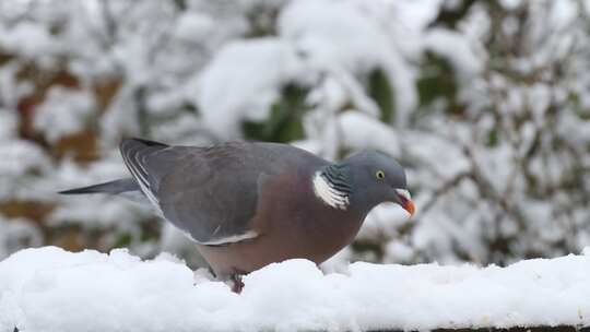 鸽子在雪地觅食鸽子在下雪天树枝上