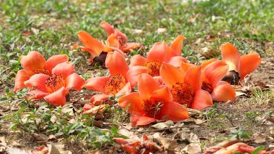 木棉花落花实拍