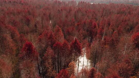 安徽宣城宁国落羽杉湿地公园视频素材模板下载