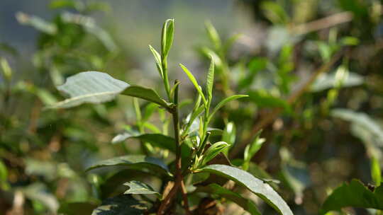 茶园茶叶嫩叶嫩芽普洱茶新芽