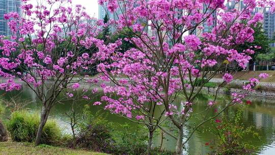 珠海风铃花开了